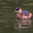 Zwergtaucher  (Tachybaptus ruficollis)