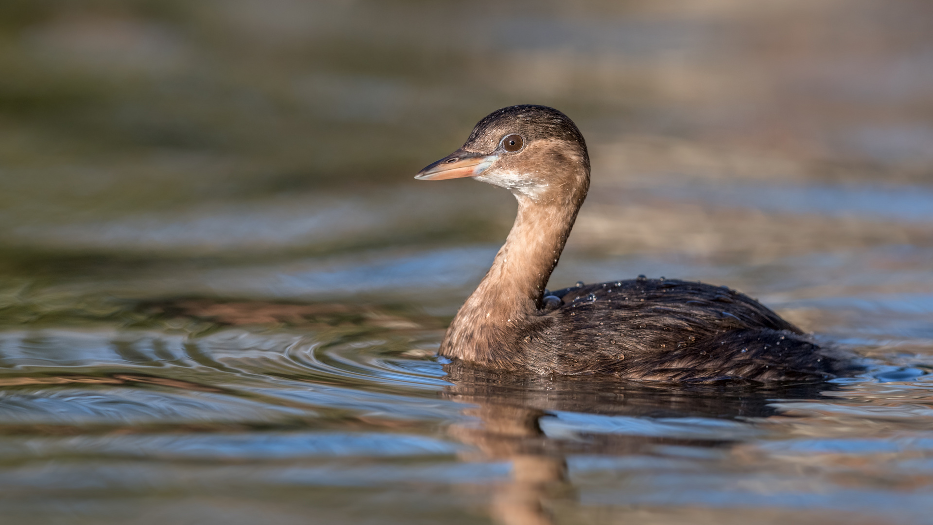 Zwergtaucher (Tachybaptus ruficollis)