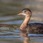 Zwergtaucher (Tachybaptus ruficollis)