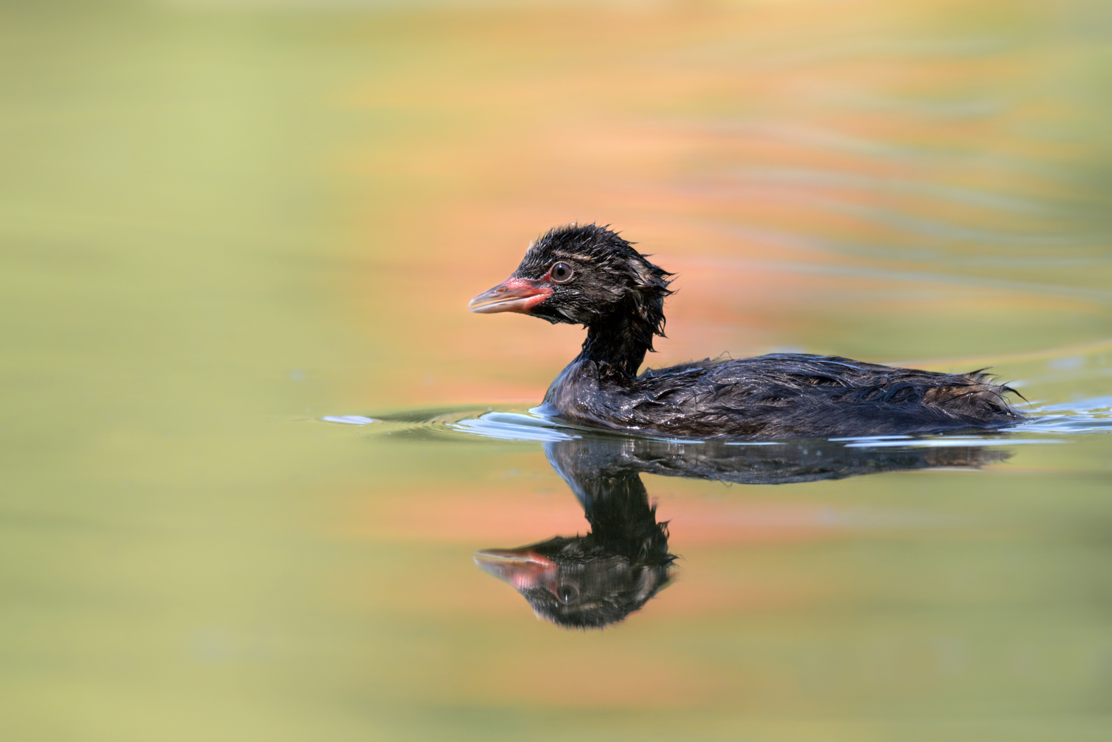 Zwergtaucher (Tachybaptus ruficollis)