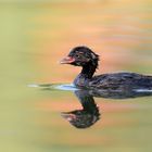 Zwergtaucher (Tachybaptus ruficollis)