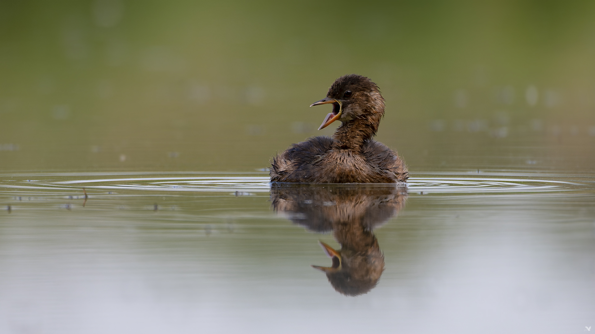 Zwergtaucher | Tachybaptus ruficollis