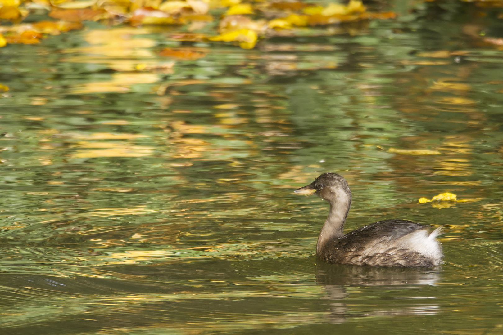 Zwergtaucher (Tachybaptus ruficollis) im Schlichtkleid zwischen Herbstlaub