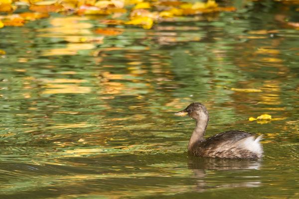 Zwergtaucher (Tachybaptus ruficollis) im Schlichtkleid zwischen Herbstlaub