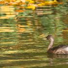 Zwergtaucher (Tachybaptus ruficollis) im Schlichtkleid zwischen Herbstlaub