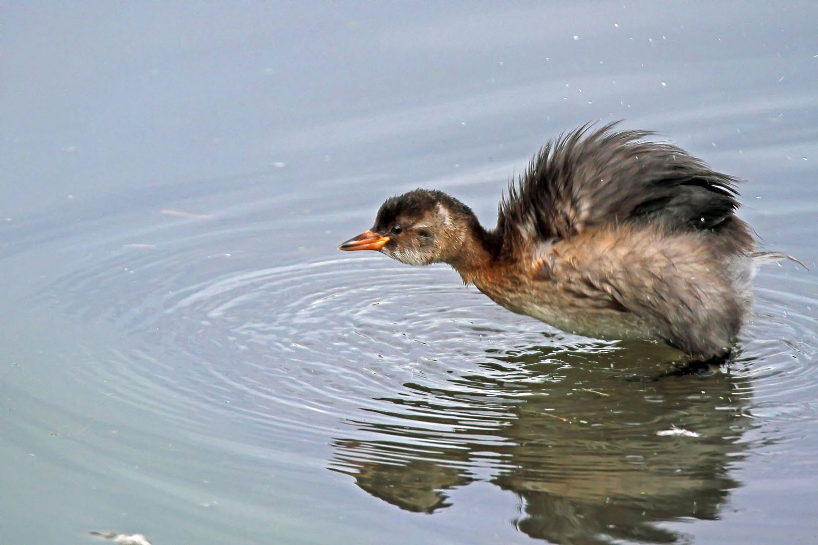 Zwergtaucher (Tachybaptus ruficollis) im Winterkleid 2