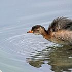 Zwergtaucher (Tachybaptus ruficollis) im Winterkleid 2