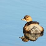 Zwergtaucher (Tachybaptus ruficollis) im Winterkleid