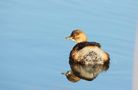 Zwergtaucher (Tachybaptus ruficollis) im Winterkleid von Heinz Schmalenstroth