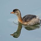 Zwergtaucher (Tachybaptus ruficollis) im Winterkleid