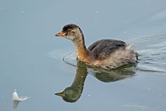 Zwergtaucher (Tachybaptus ruficollis) im Winterkleid