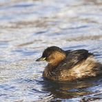 Zwergtaucher (Tachybaptus ruficollis) [K]