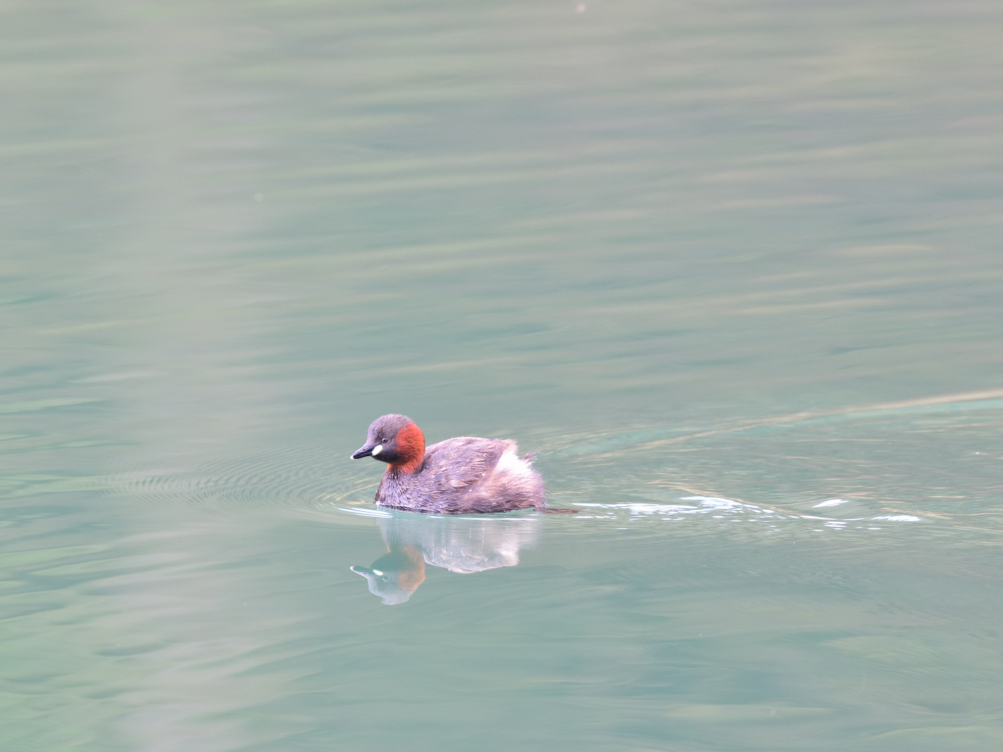 Zwergtaucher (Tachybaptus ruficollis), Little grebe, Zampullín común