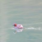 Zwergtaucher (Tachybaptus ruficollis), Little grebe, Zampullín común