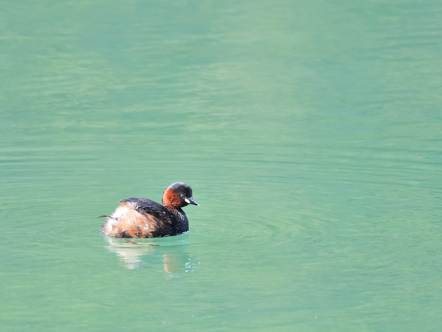 Zwergtaucher (Tachybaptus ruficollis), Little grebe, Zampullín común