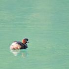 Zwergtaucher (Tachybaptus ruficollis), Little grebe, Zampullín común