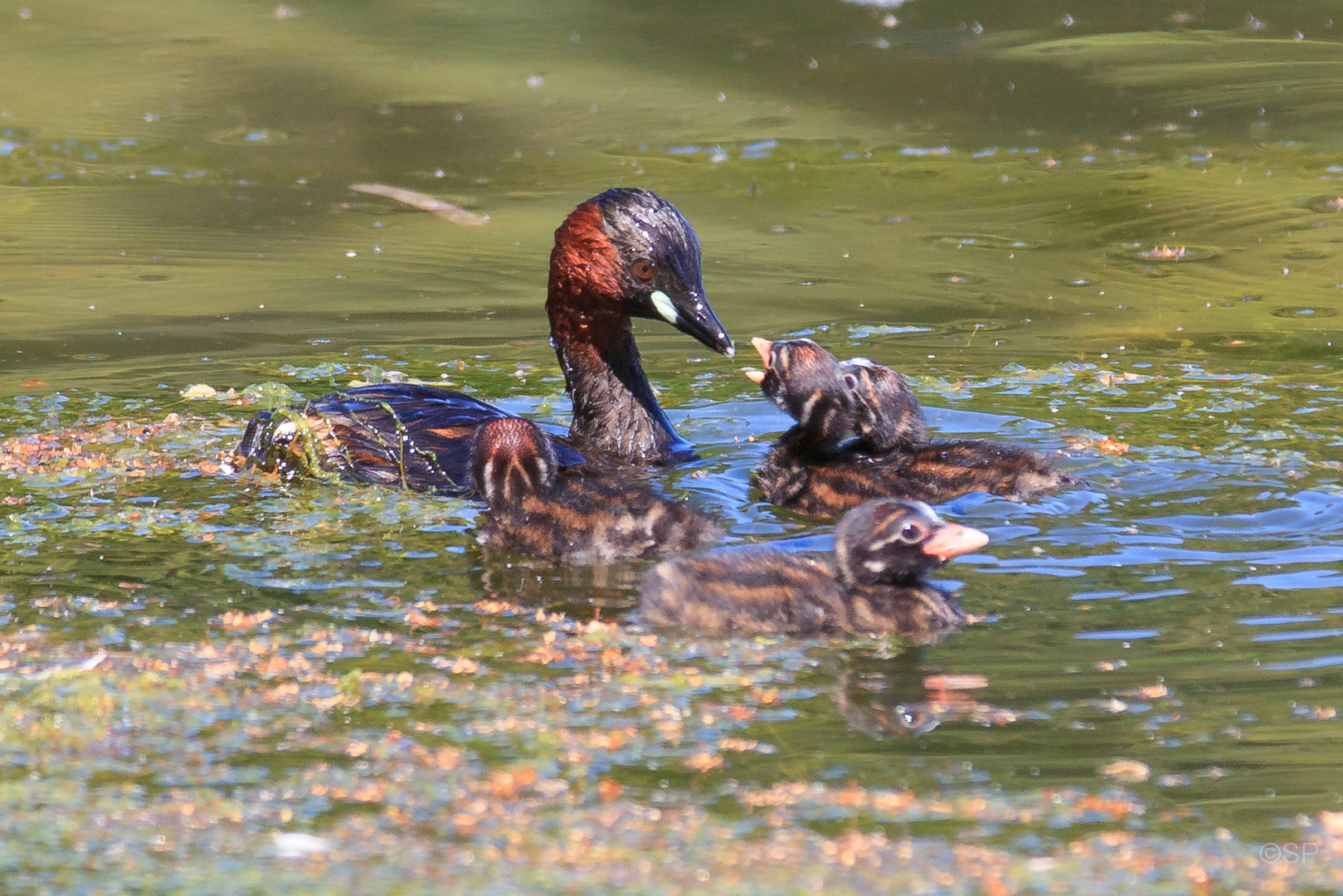 Zwergtaucher (Tachybaptus ruficollis) mit Nachwuchs