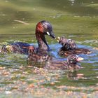 Zwergtaucher (Tachybaptus ruficollis) mit Nachwuchs