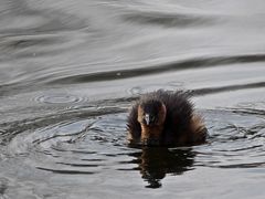 Zwergtaucher taucht auf