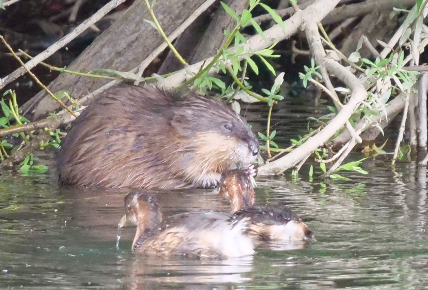 Zwergtaucher und Bisamratte.