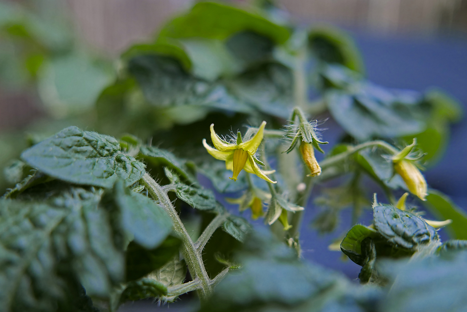 Zwergtomate/Mini-Tomate im Topf (Solanum lycopersicum, Balkontomate, balconi red)
