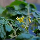 Zwergtomate/Mini-Tomate im Topf (Solanum lycopersicum, Balkontomate, balconi red)