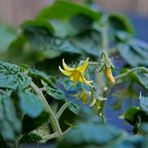 Zwergtomate/Mini-Tomate im Topf (Solanum lycopersicum, Balkontomate, balconi red)