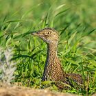 Zwergtrappe - Little Bustard 2