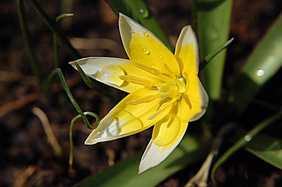 Zwergtulpe