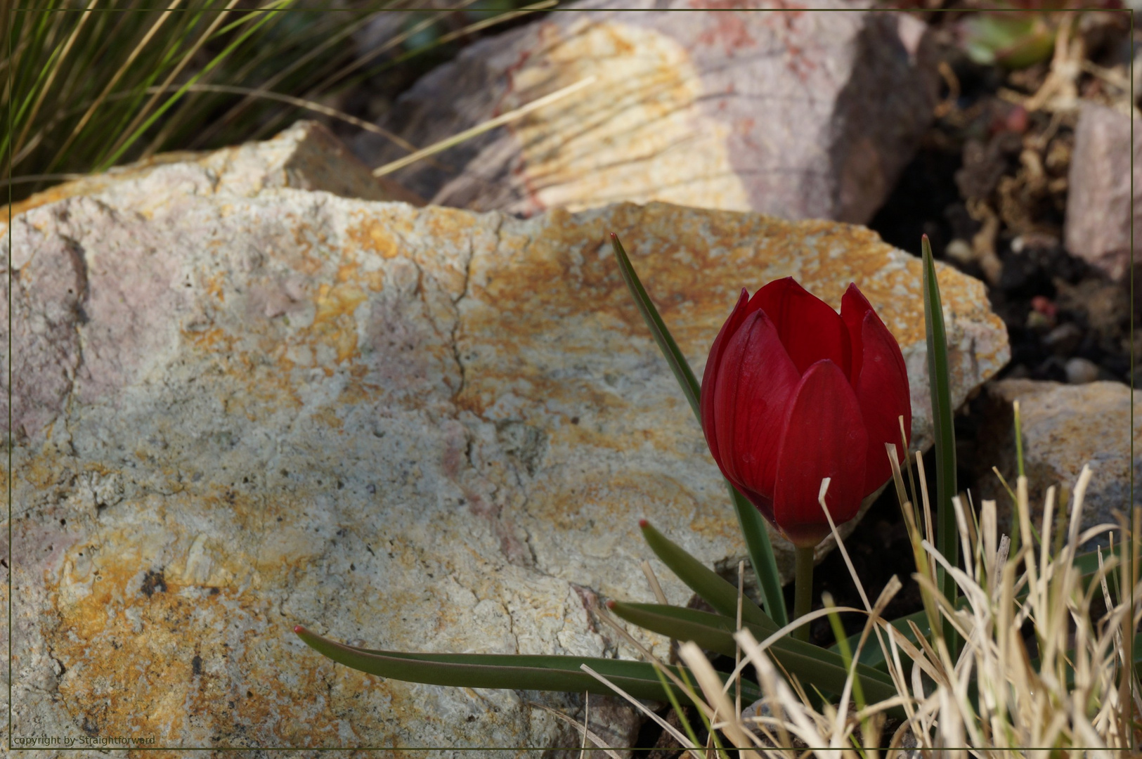 Zwergtulpe im Steingarten