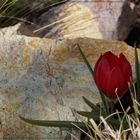 Zwergtulpe im Steingarten