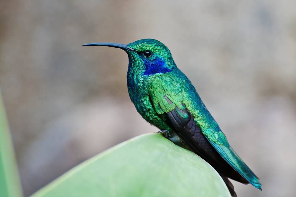 Zwergveilchen ohr - Colibri thalassinus