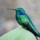 Zwergveilchen ohr - Colibri thalassinus