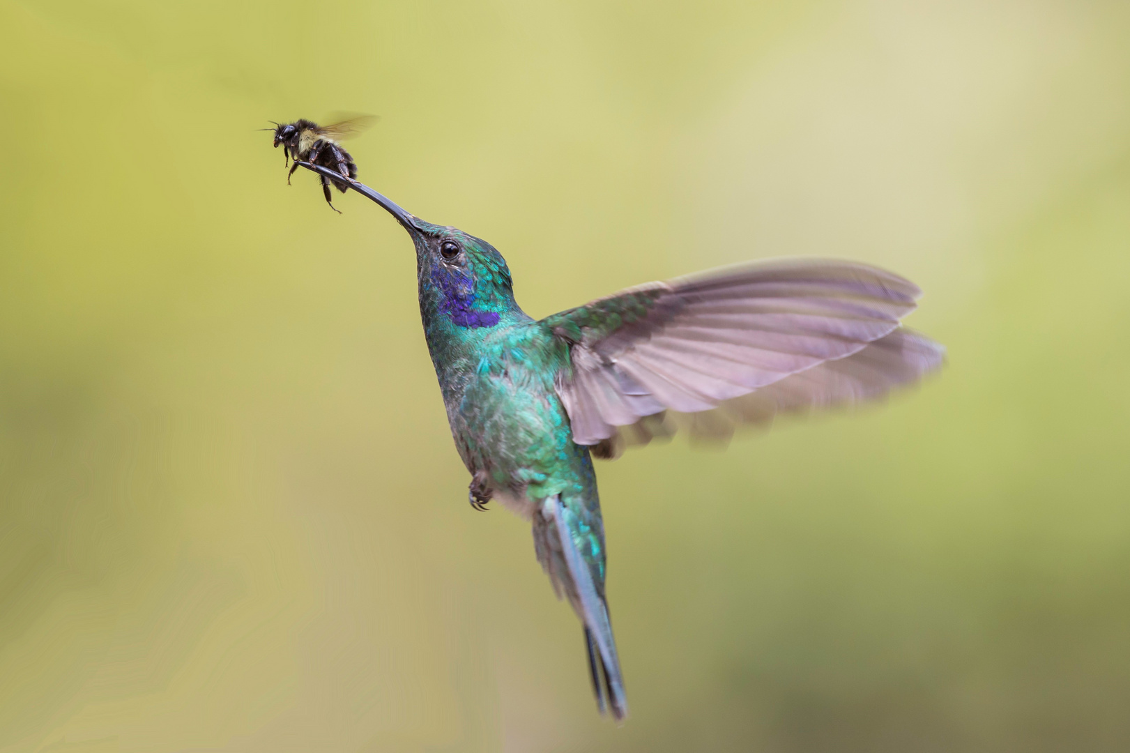 Zwergveilchenohr Kolibri mit Biene