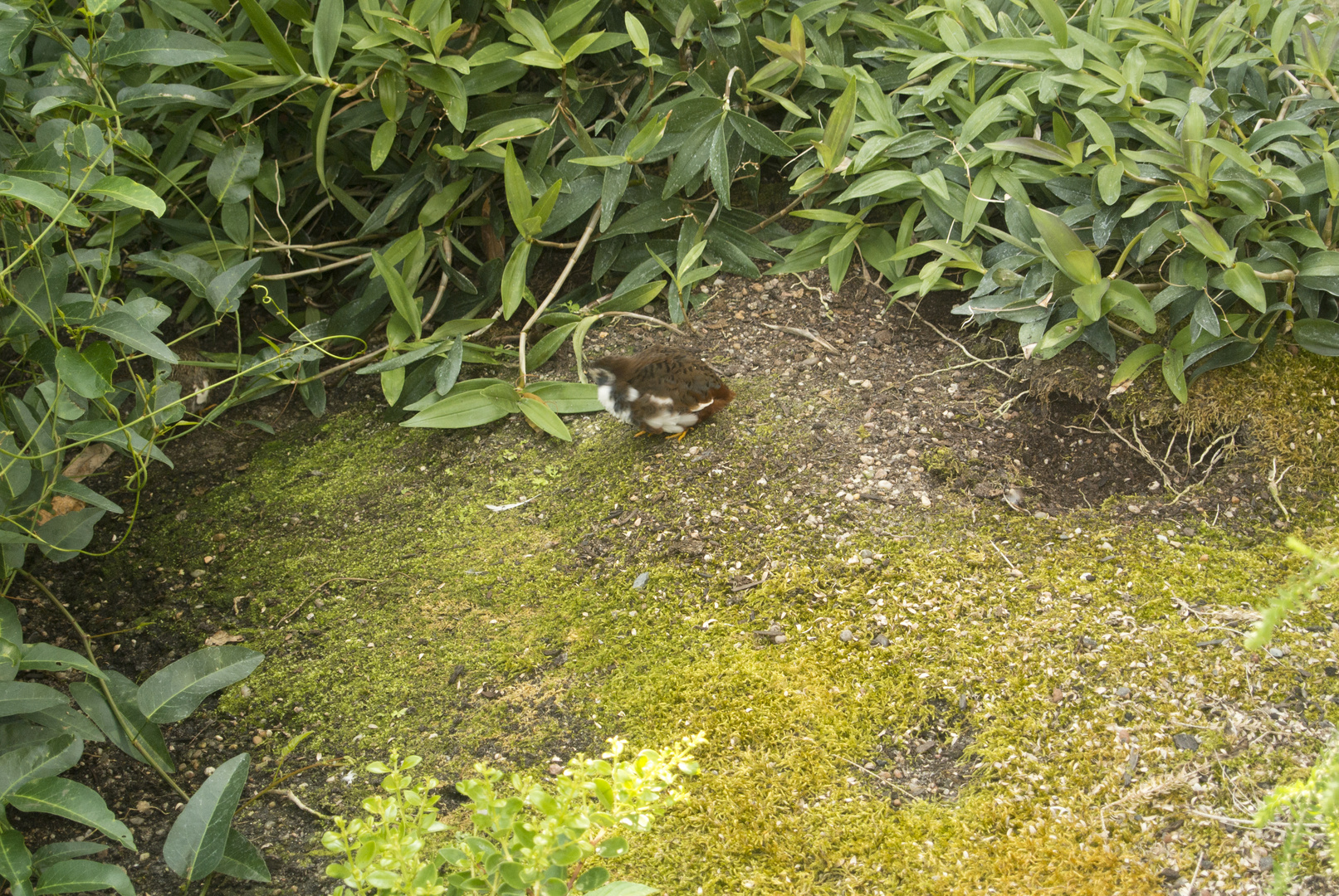 Zwergwachteln im Palmenhaus!