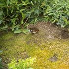 Zwergwachteln im Palmenhaus!