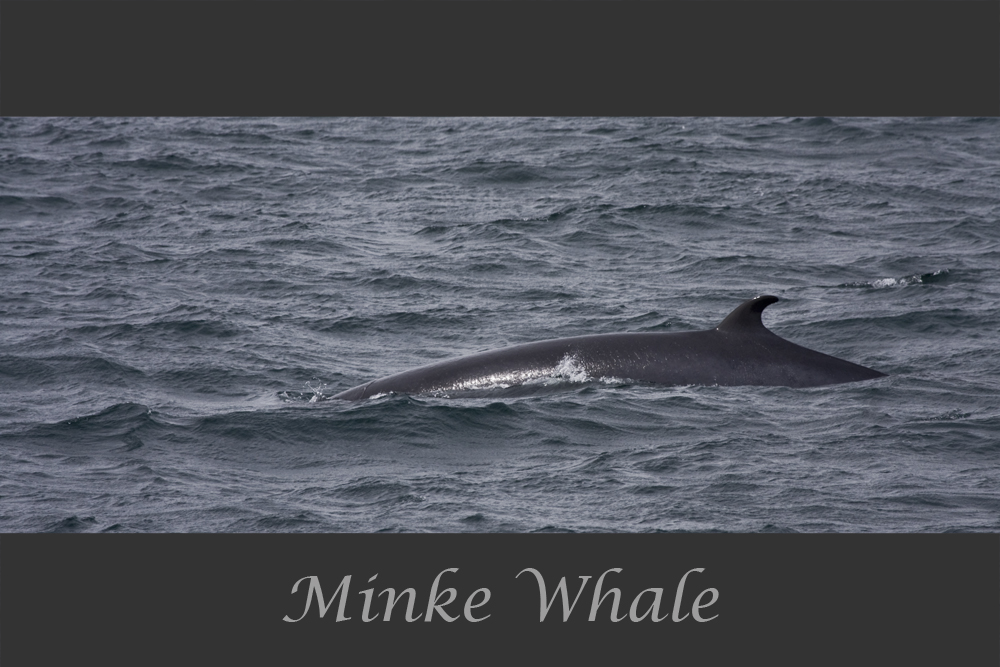 Zwergwal / Minke Whale