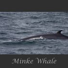 Zwergwal / Minke Whale