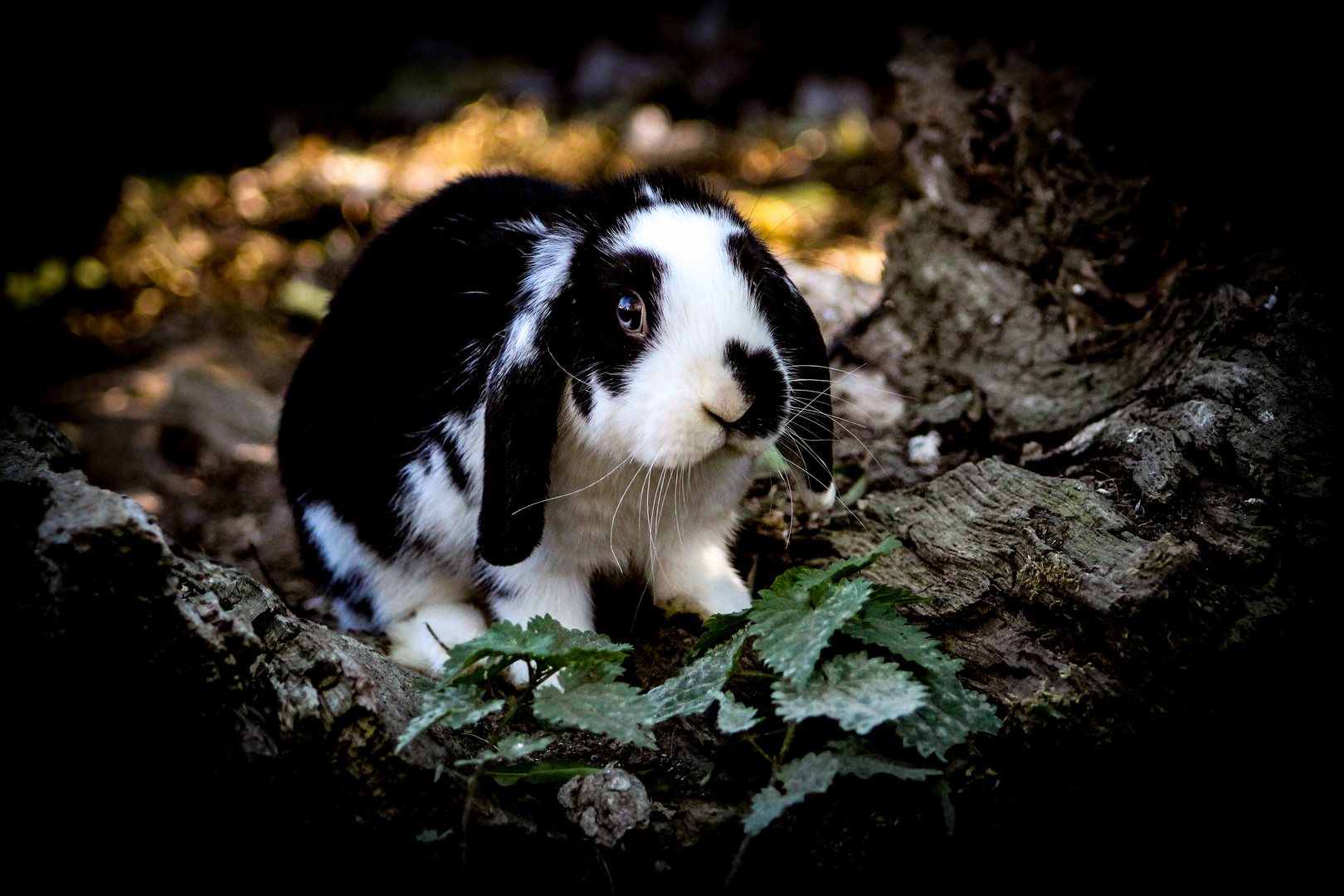 Zwergwidder Mädchen Oreo