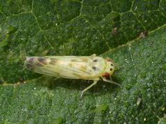 Zwergzikade auf Brennnessel - Eupteryx urticae