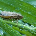 Zwergzikade nach dem Regen