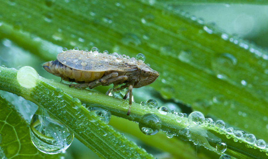 Zwergzikade nach dem Regen