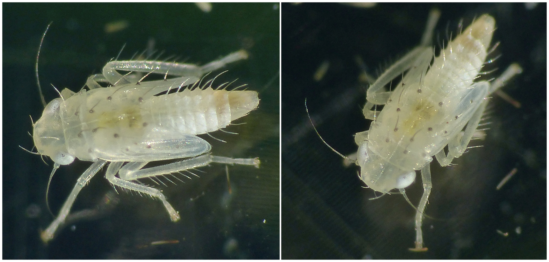 Zwergzikaden-Nymphe - Laubzikade (Edwardsiana sp.)