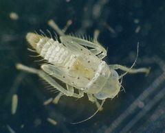 Zwergzikaden-Nymphe - Laubzikade (Edwardsiana sp.)