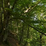 Zweribachsommer