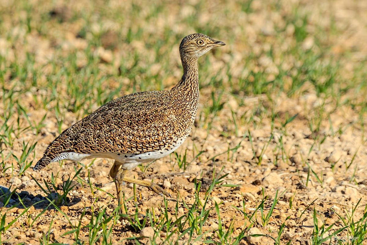 Zwertrappe - Little Bustard