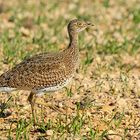 Zwertrappe - Little Bustard