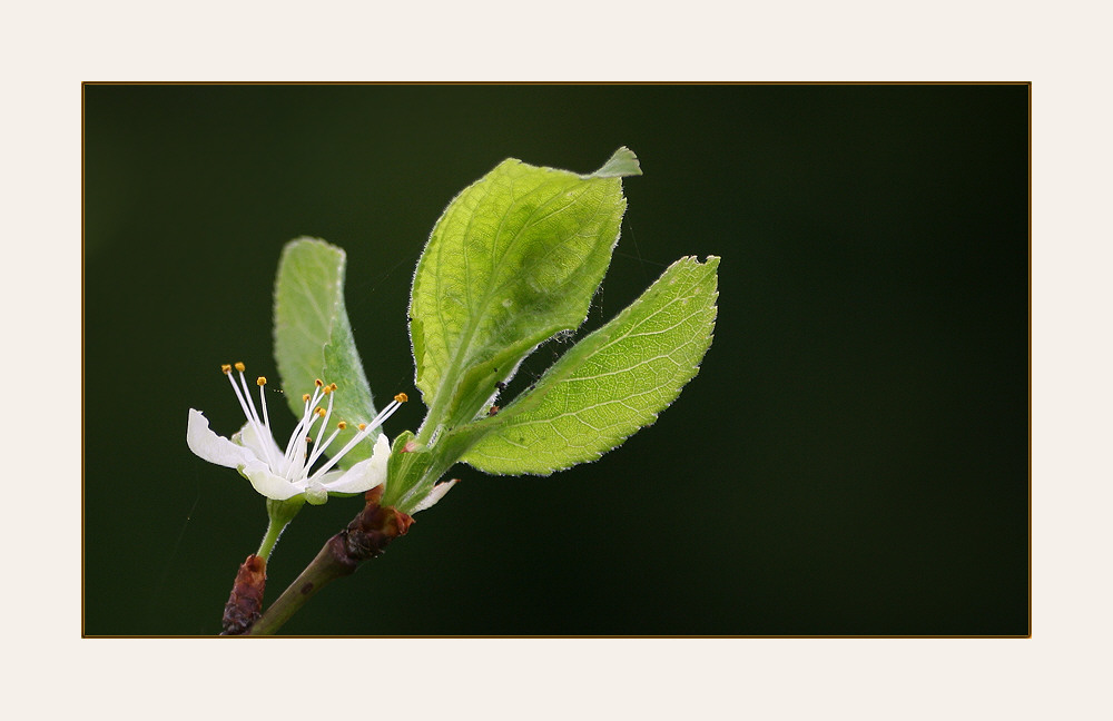 - Zwetschenblüte -