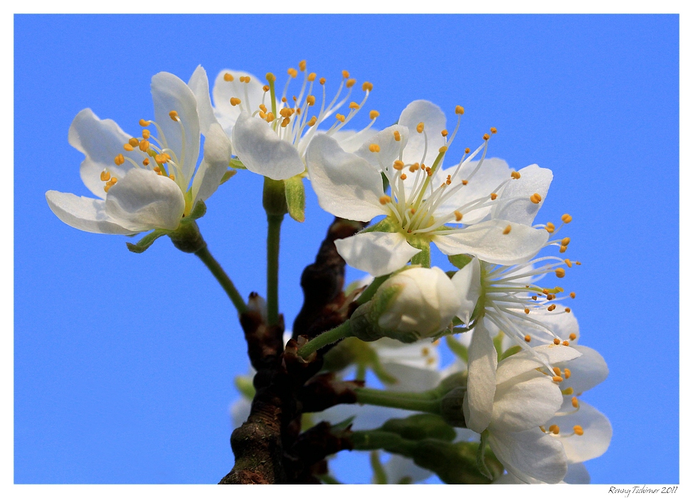 Zwetschenblüten