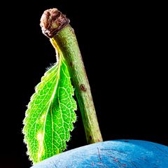 Zwetschge mit Stengel und Blatt